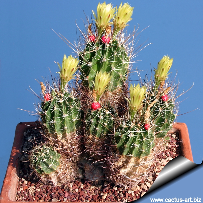 Hedgehog cactus